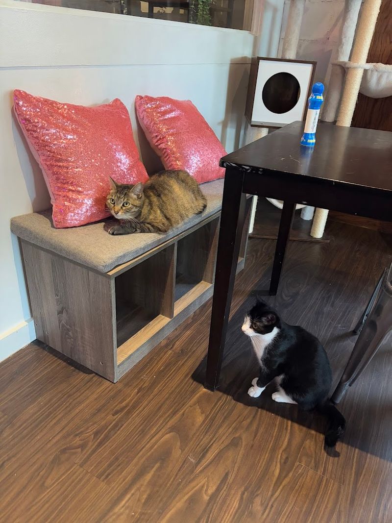 How Pounce Compares to Other Cat Cafes