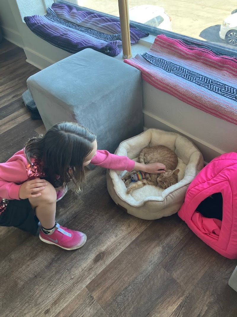 This Arizona Cat Cafe Has Become The Kind Of Wholesome Hidden Gem Animal Lovers Can't Stop Talking About 12 Tips for Getting the Most Out of Your El Jefe Visit