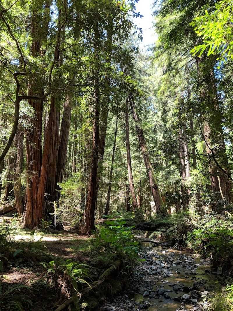 Why Muir Woods Stays With You Long After You Leave