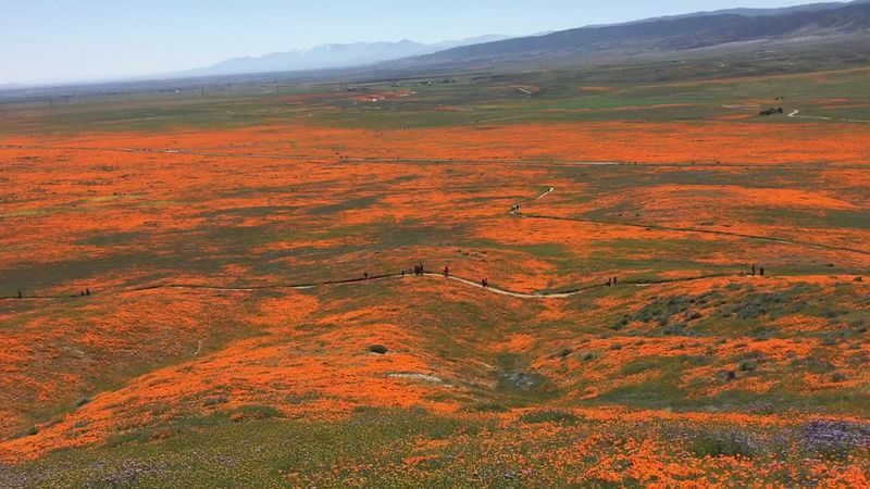 Planning Around Bloom Season Makes All the Difference