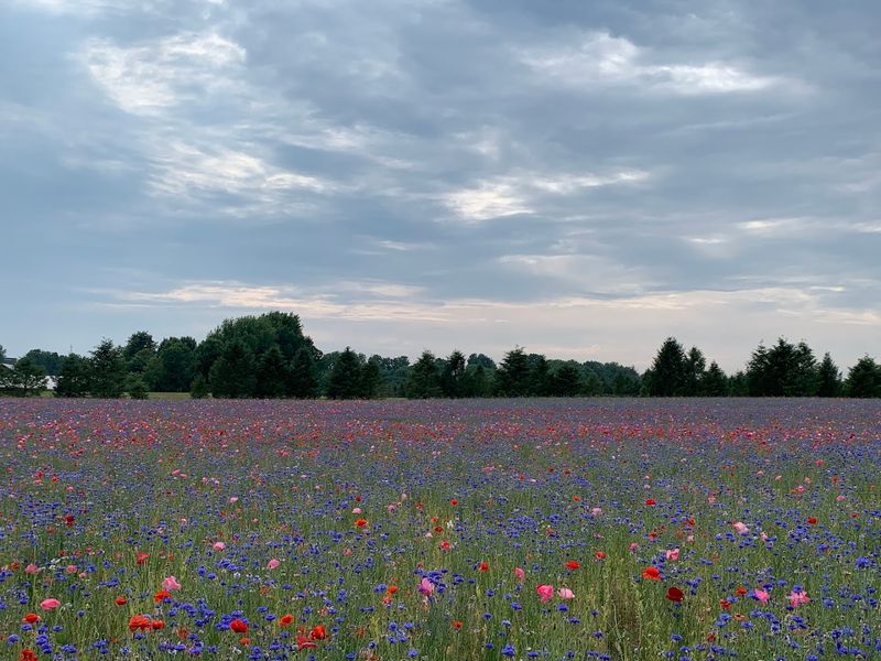 When to Visit for Peak Bloom
