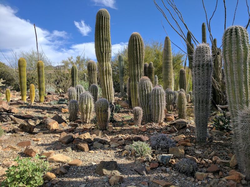Arizona-Sonora Desert Museum - Tucson, Arizona