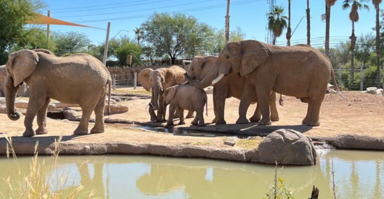 Where to See Wildlife Up Close Across Arizona