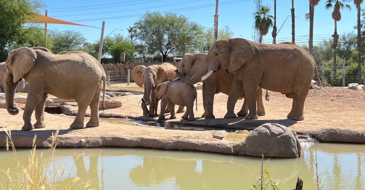 Where to See Wildlife Up Close Across Arizona