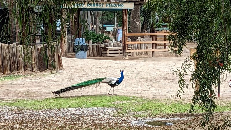 Free-Roaming Peacocks