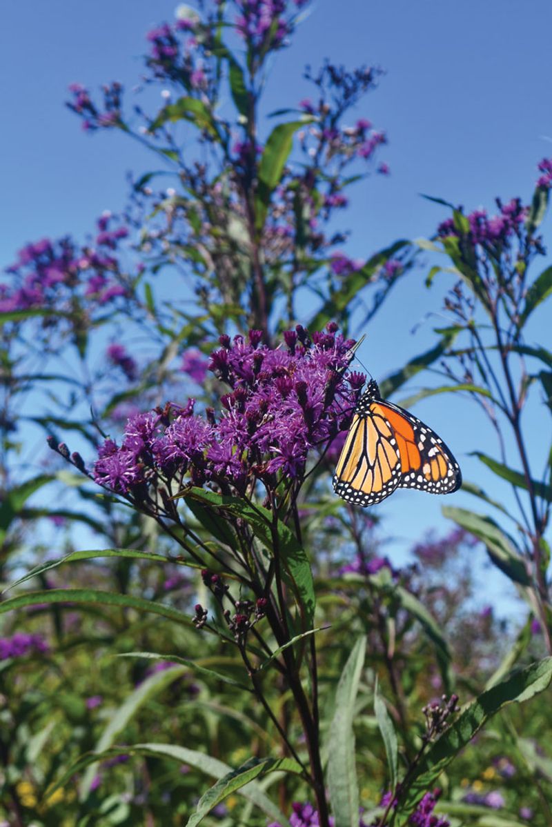 Ironweed (Vernonia gigantea)