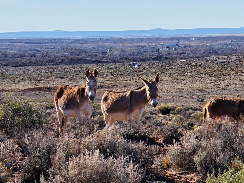 Wild Burros Roaming Freely Through the Park