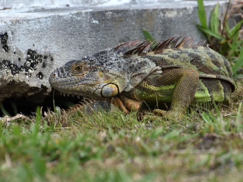 Wild Iguanas and Roosters Living Among the Graves