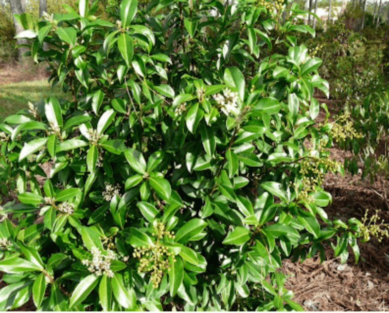 Native Florida Plants That Practically Take Care of Themselves 20 Marlberry