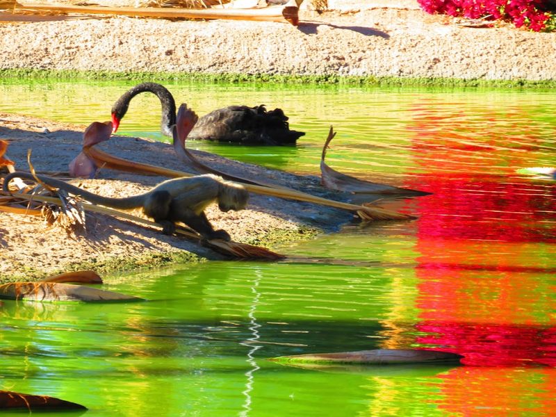 Monkey Islands with Howler Monkeys