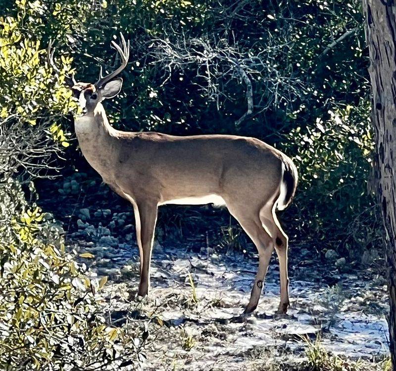 Wildlife Encounters That Will Leave You Speechless