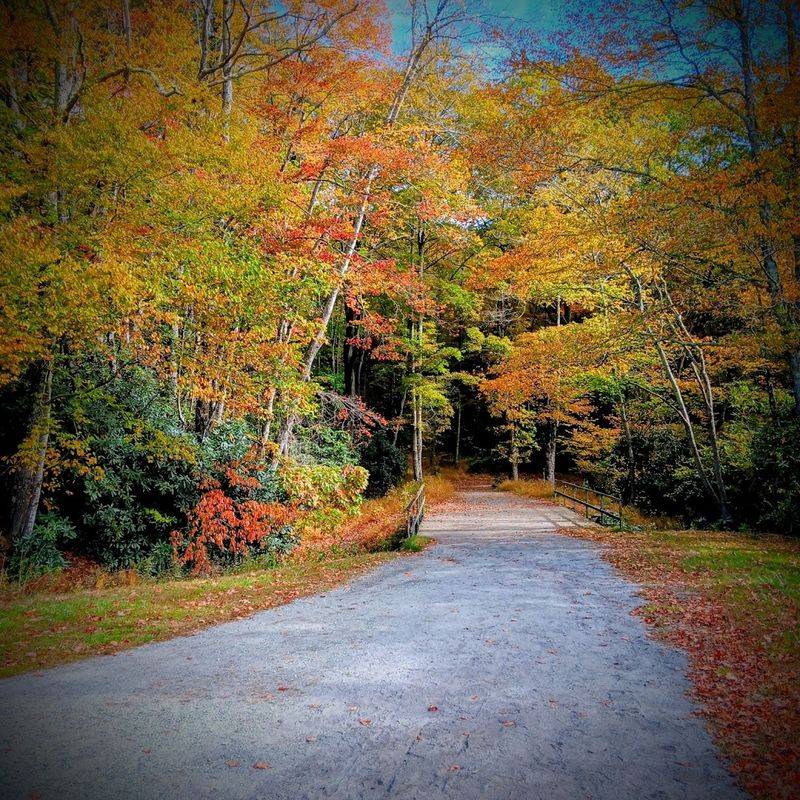 Fall Colors That Make the Loop Glow