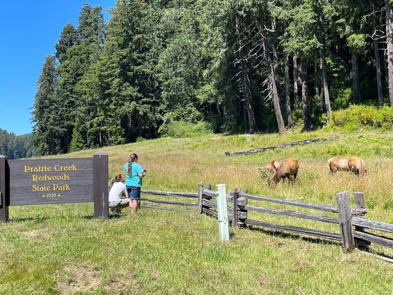 Practical Tips for Planning Your Visit to Prairie Creek