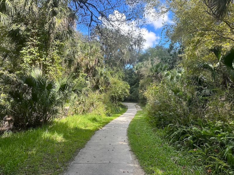 Hiking Trails That Wind Through Untouched Florida Forest