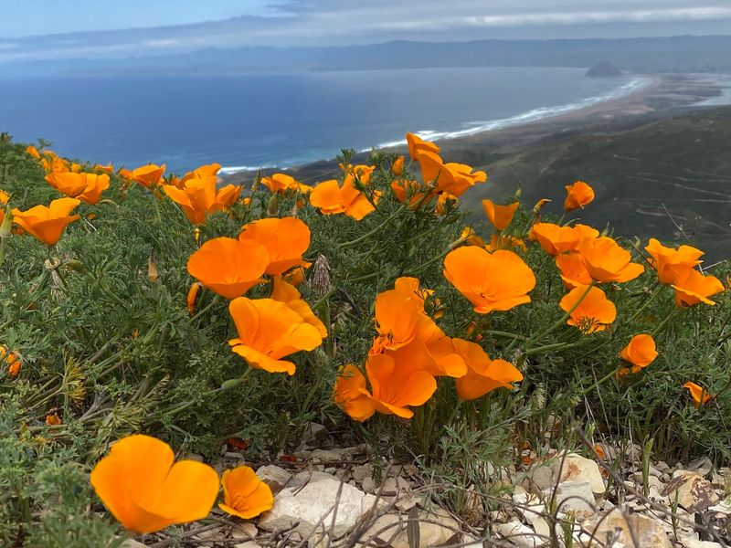 This Small California State Park Is Perfect For Letting Go Of Stress 11 The Golden Wildflowers: Spring's Most Beautiful Show