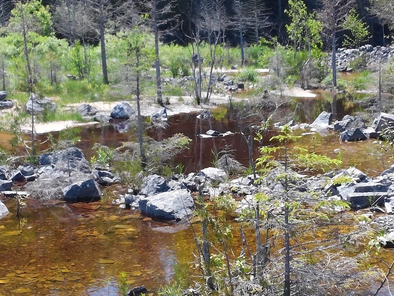 Wildlife and Unique Ecosystems Along the Trail