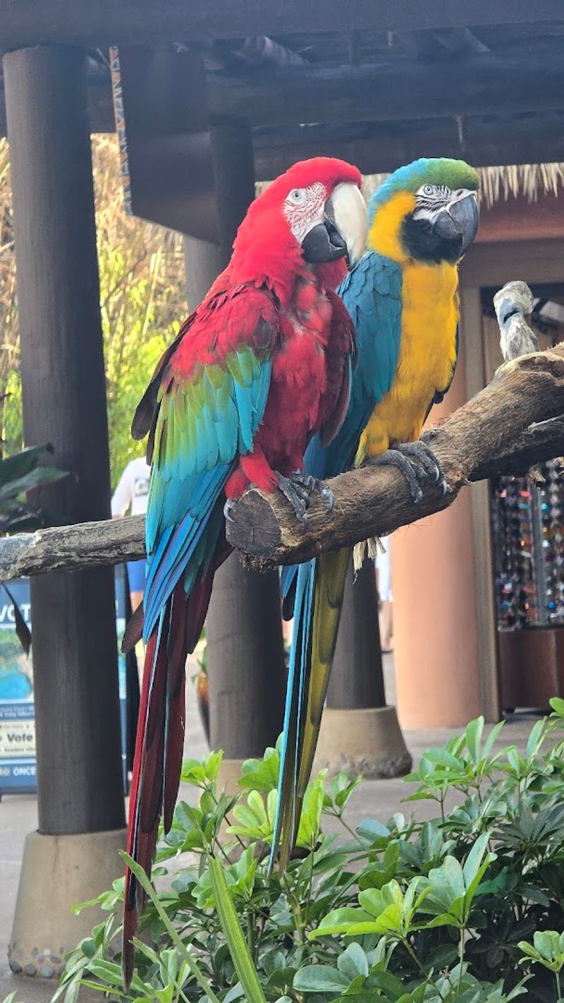 The Aviary: Hand-Feeding Exotic Birds
