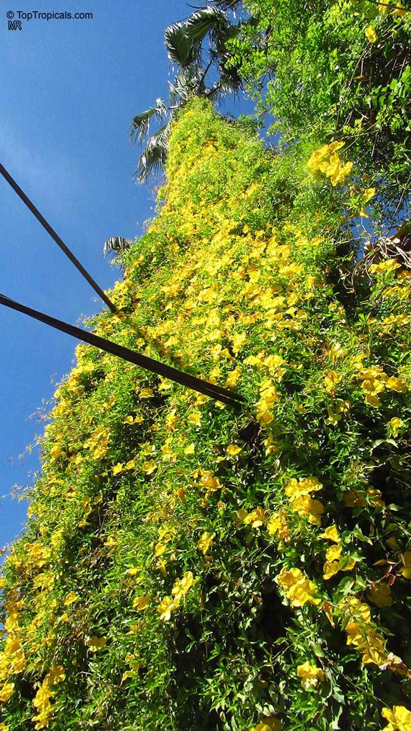 Cat's Claw Vine (Dolichandra unguis-cati)