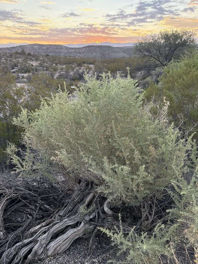Saltbush