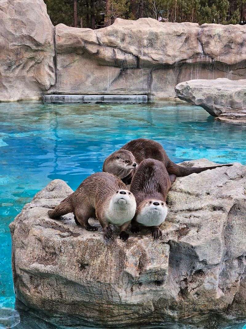 The Walk-Through Zoo Section