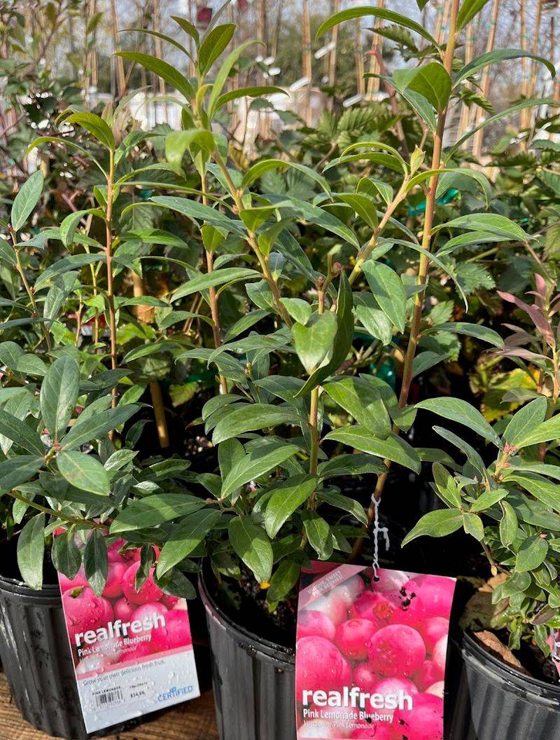 Heat-Tolerant Shrubs That Keep Florida Yards Looking Lush 6 Indian Hawthorn