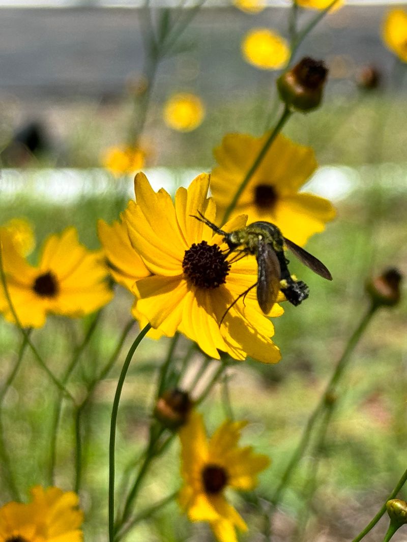 Tickseed (Coreopsis)