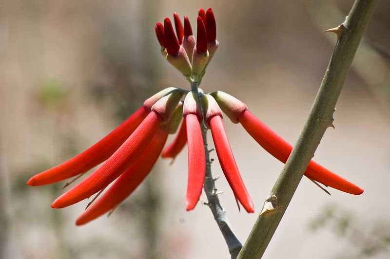 Coral Bean (Erythrina herbacea)