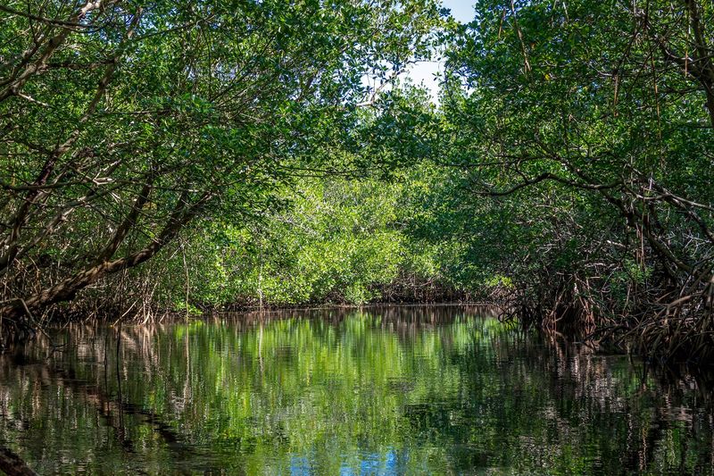 Collier-Seminole State Park - Naples, Florida