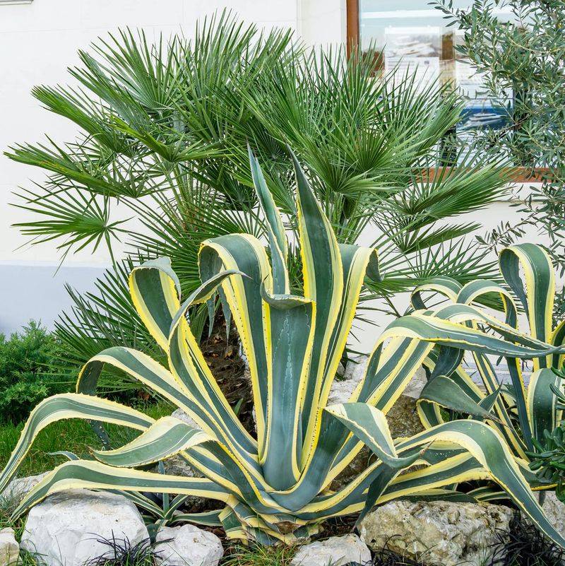 Plants That Grow Well in Florida’s Sandy Soil Without Extra Effort 14 Agave