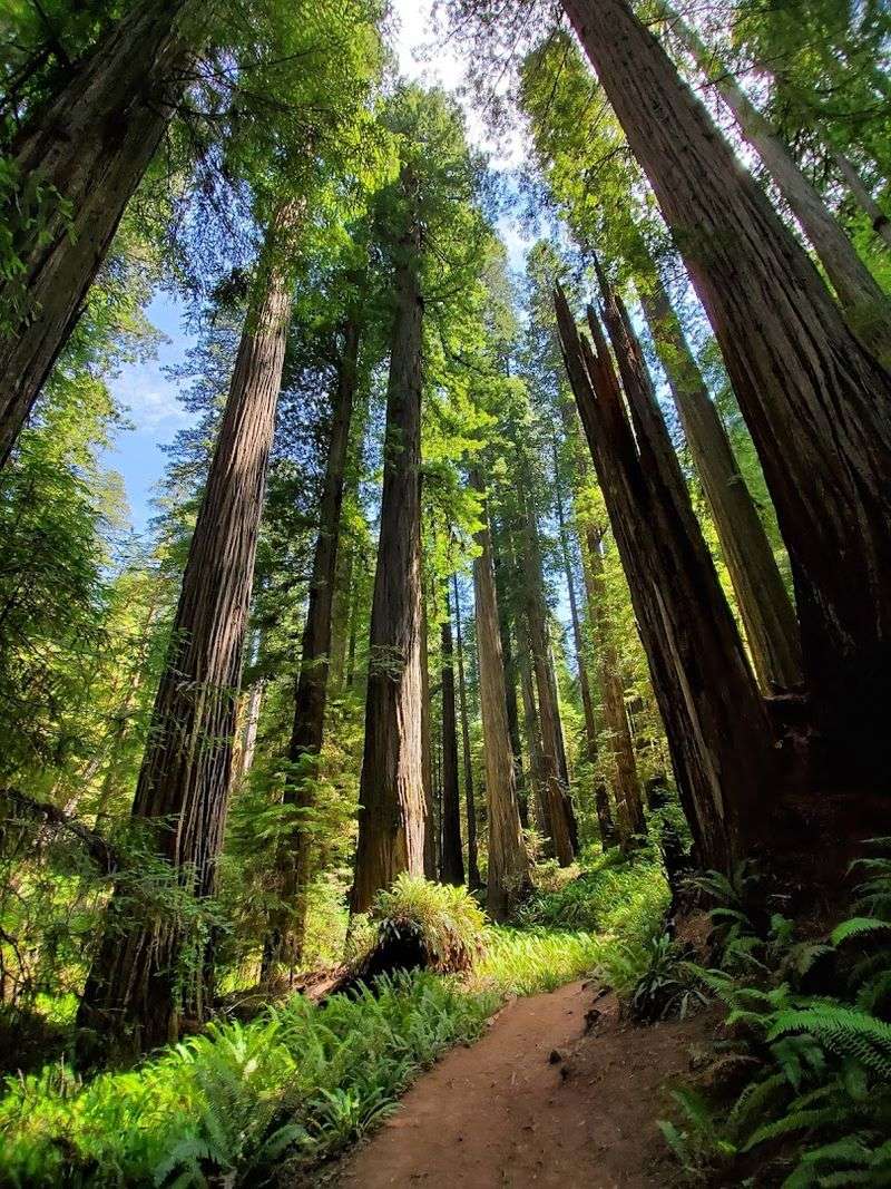 Redwood National and State Parks - California