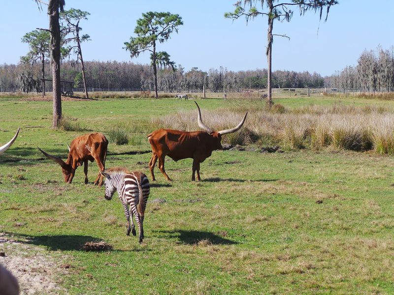 Zebras, Deer, and Irish Cattle Roaming the Open Grounds