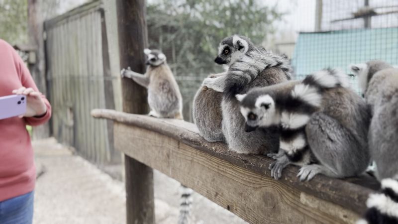 Coatis and Foxes in the Mix