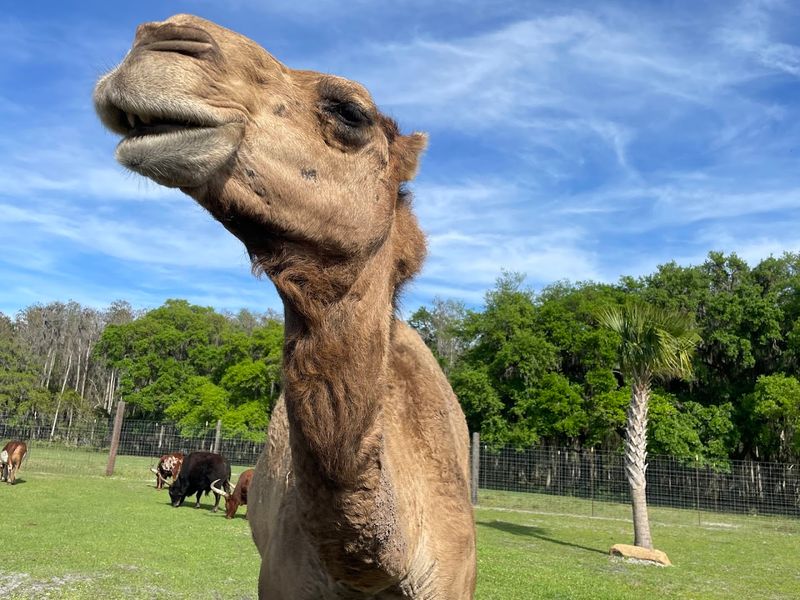 Camels Blocking the Road