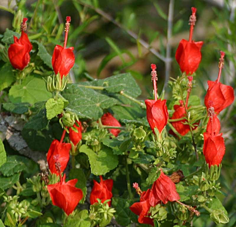Turk's Cap (Malvaviscus)