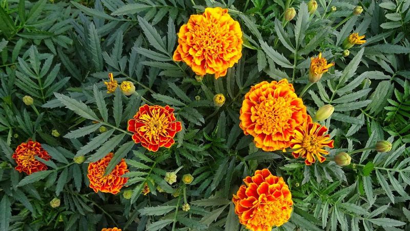 Marigolds