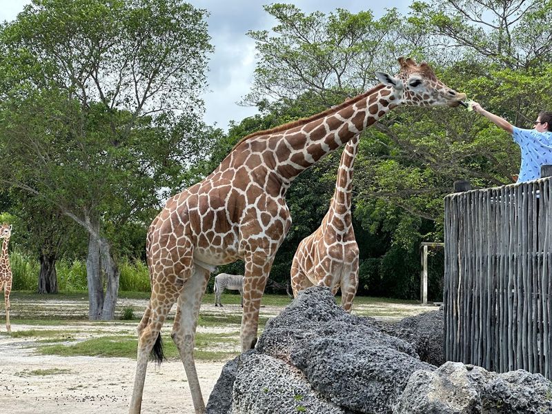 Zoo Miami - Miami, Florida