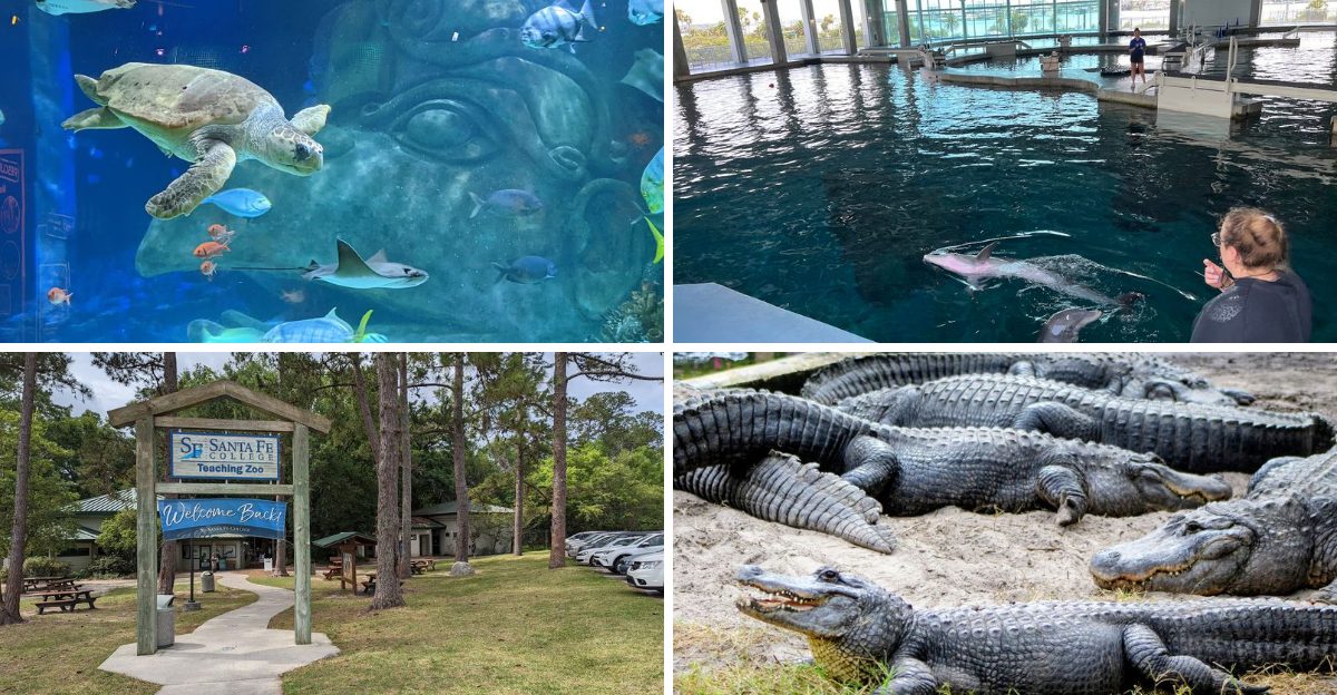 Zoos and Wildlife Parks in Florida That Are Worth Planning a Full Day Around