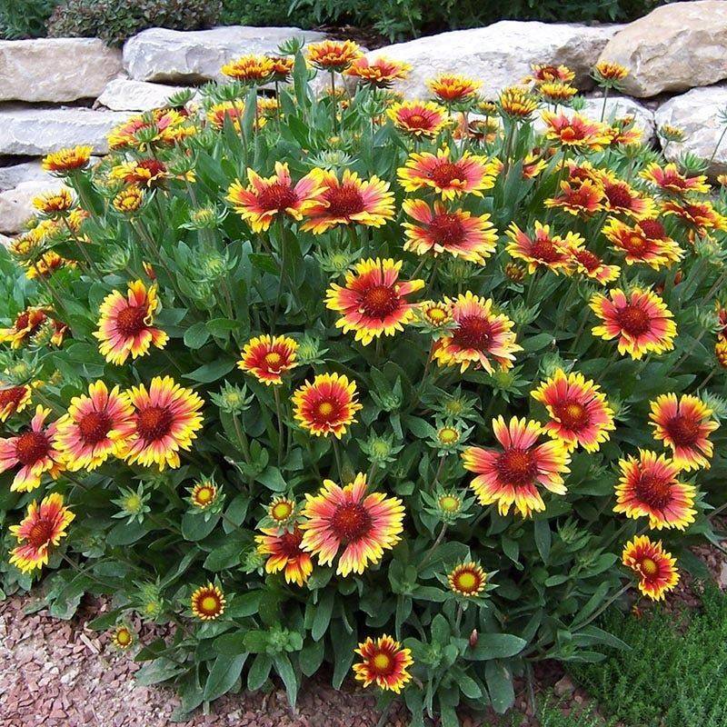 gaillardia