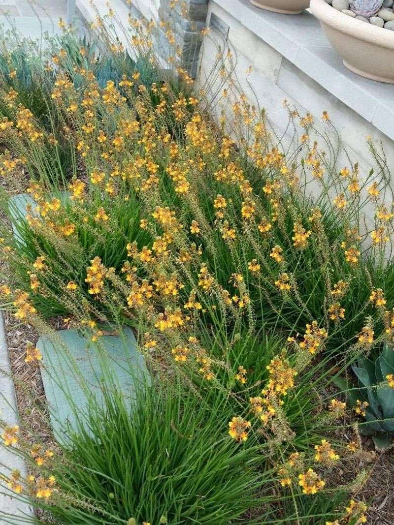 bulbine