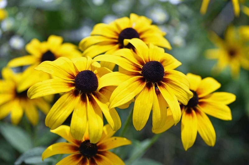 black-eyed Susan