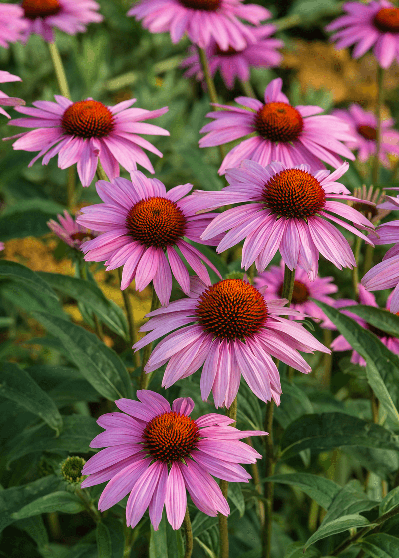 coneflower