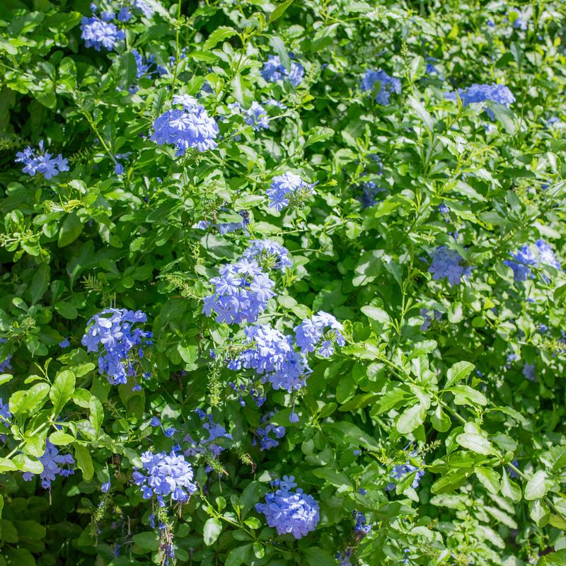 plumbago