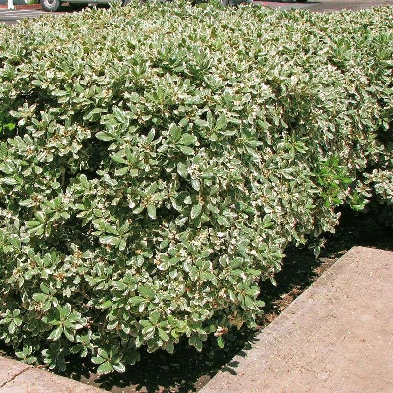 pittosporum