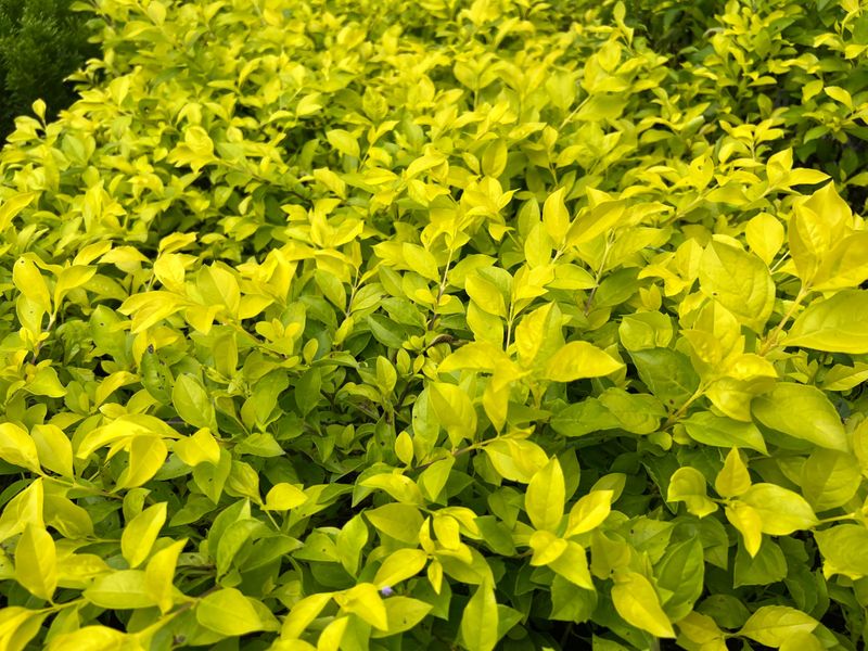 gold mound duranta