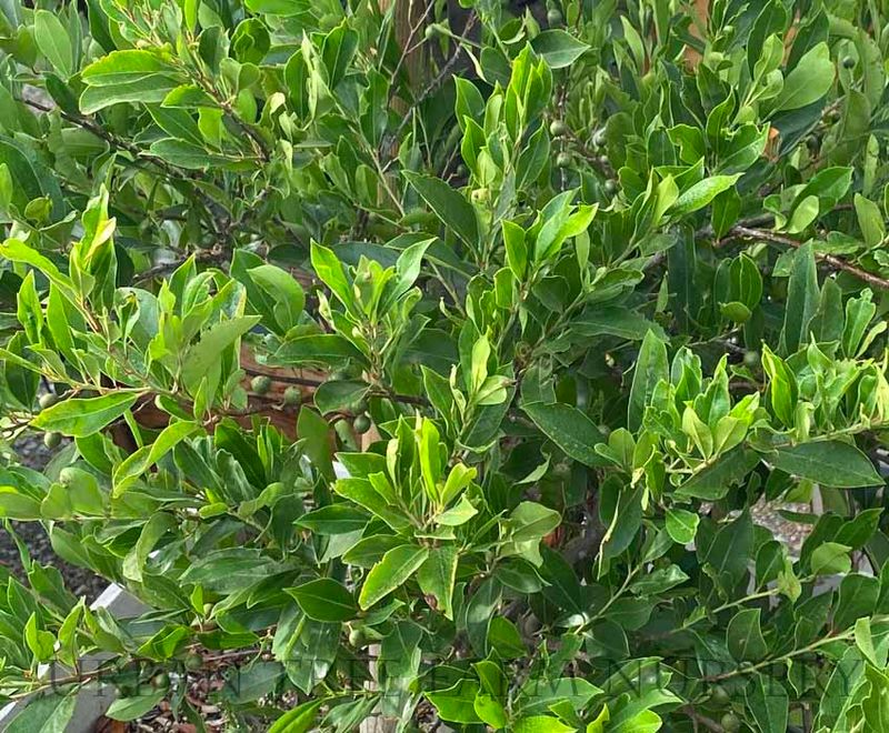 Carolina cherry laurel