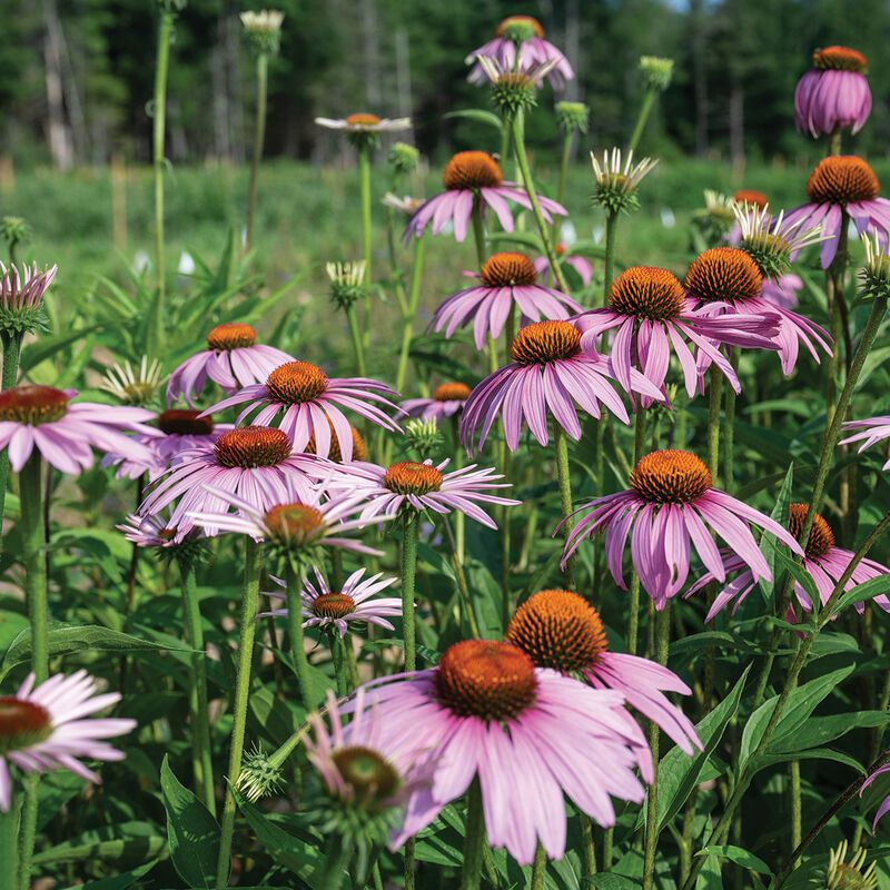 coneflower