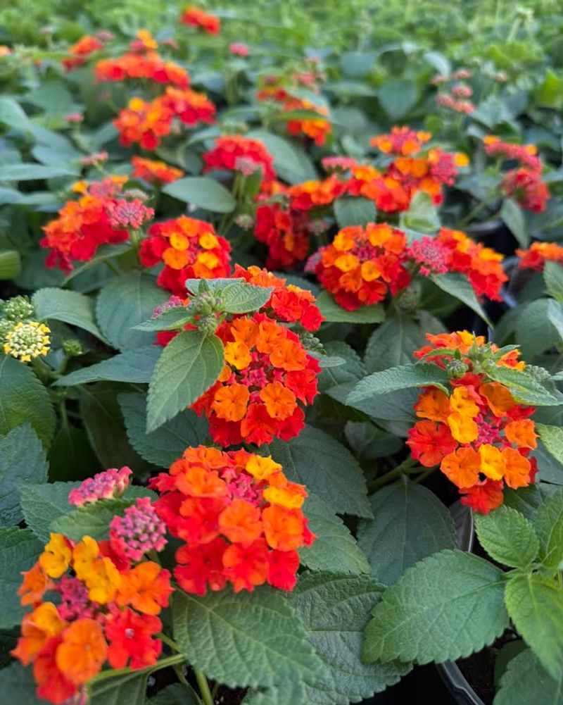 lantana