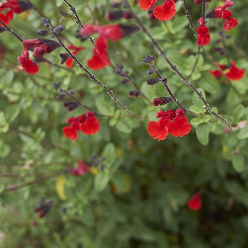 salvia greggii