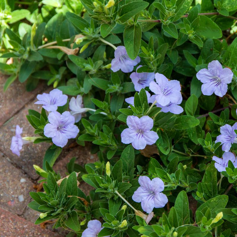 ruellia