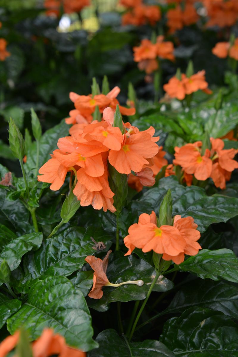 crossandra